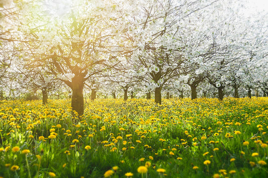 Spring Blossom Orchard Wall Art – White Blooms and Golden Wildflowers