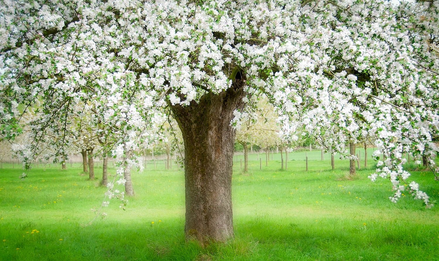 White Blossom Meadow Wall Art – Spring Orchard Tree in Bloom