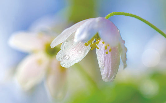 Delicate White Snowdrop Blossom Wall Art – Soft Spring Macro Floral Fine Art Print