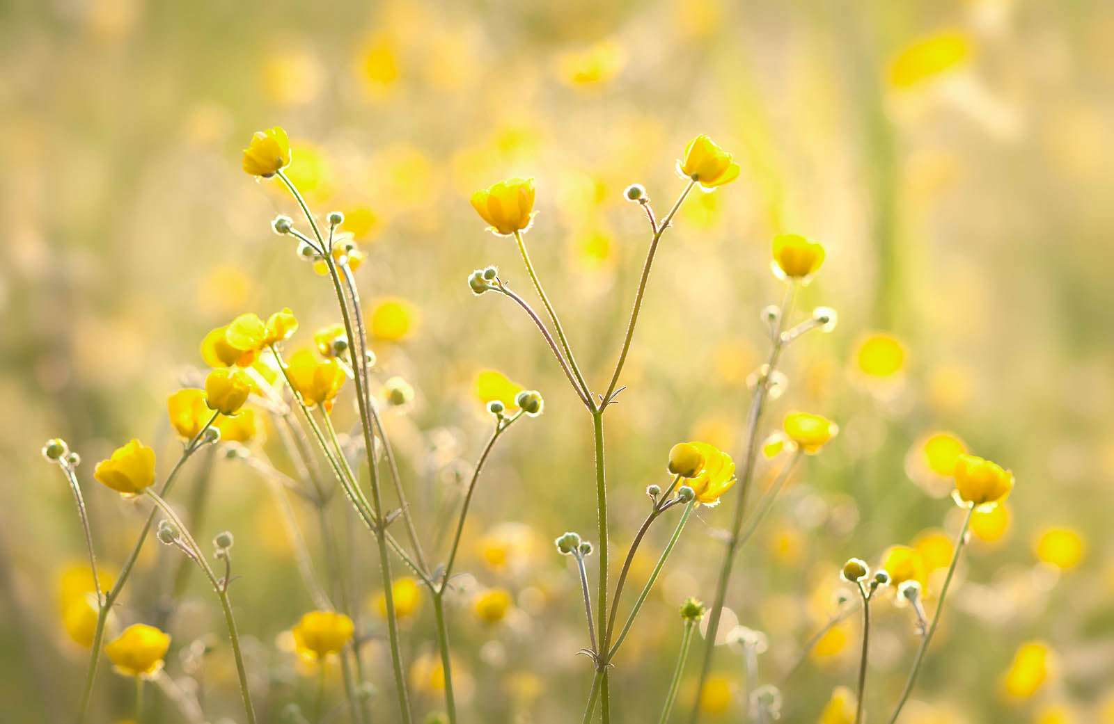 Golden Buttercups in Soft Sunlight – Spring Meadow Floral Wall Art