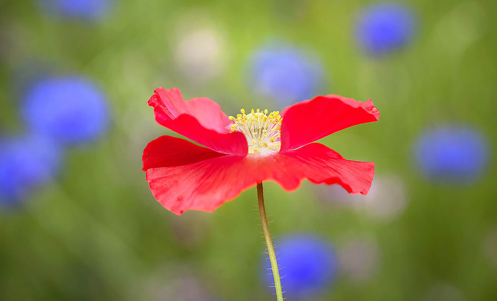 Brilliant Red Wildflower Bloom – Vibrant Floral Wall Art Print