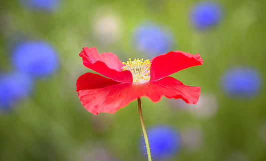 Brilliant Red Wildflower Bloom – Vibrant Floral Wall Art Print