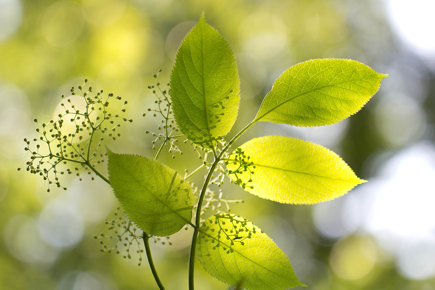 Bright Spring Leaves Wall Art Print – Sunlit Botanical Nature Photography