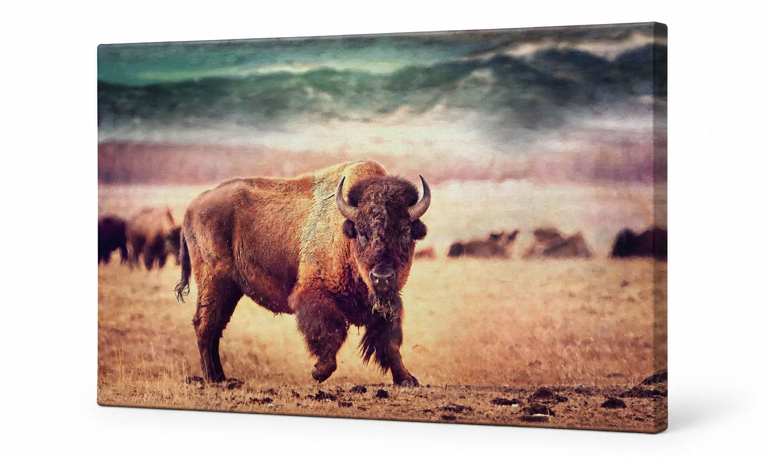 A rectangular canvas wall art print showing a bison standing in a grassy field under a dramatic cloudy sky, photographed against a plain white background.