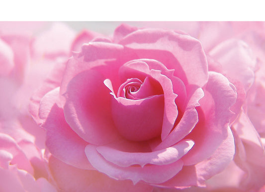 Soft Pink Rose Bloom Wall Art – Romantic Floral Macro Fine Art Print