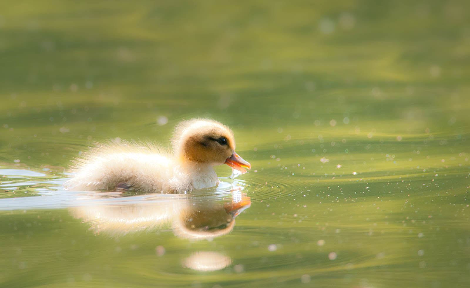 Cute Duckling Canvas Print - Baby Animal Wall Art