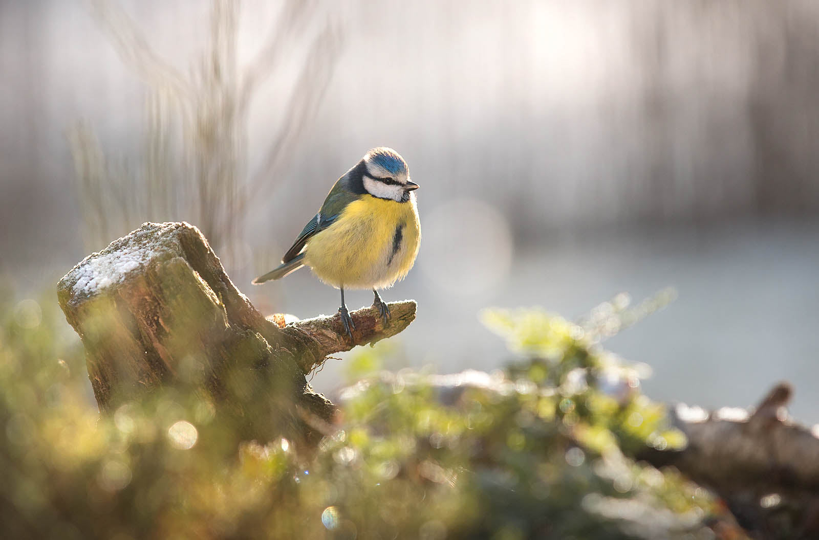 Cute Yellow Songbird - Kitchen Canvas Art