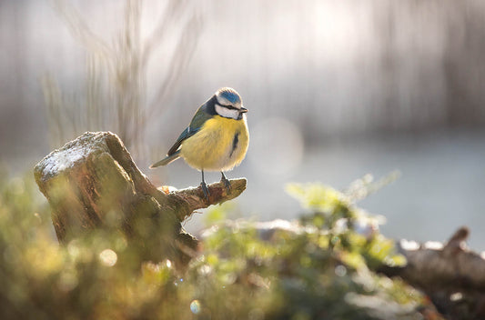 Cute Yellow Songbird - Kitchen Canvas Art