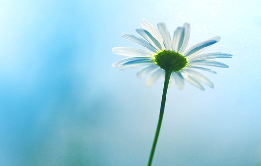Daisy Against Blue Sky Wall Art – Minimalist Floral Fine Art Photography Print