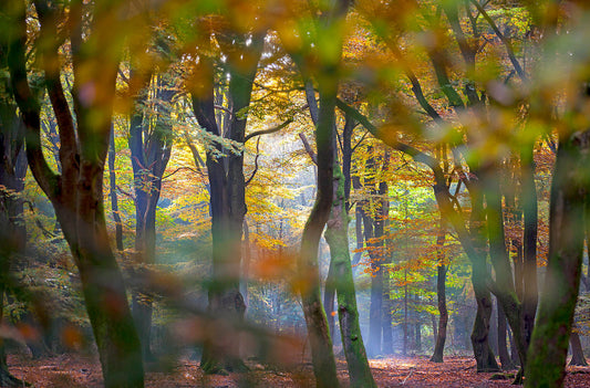 Autumn Forest Sunlight Wall Art – Dreamy Woodland Nature Photography