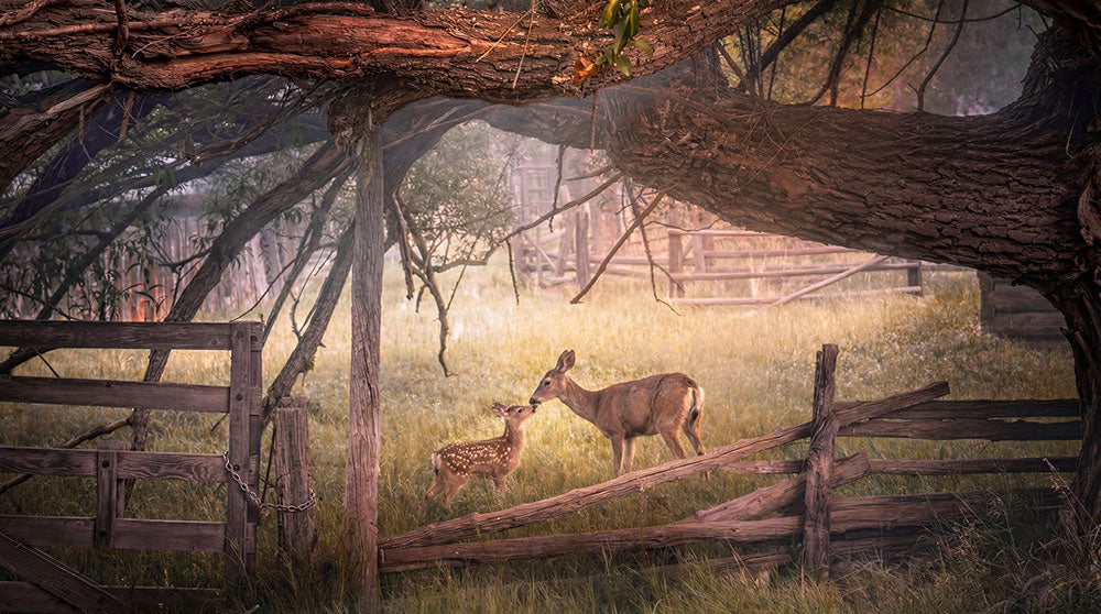 A serene outdoor scene with two deer standing in a grassy field beneath a large tree, framed by rustic wooden fences and branches.