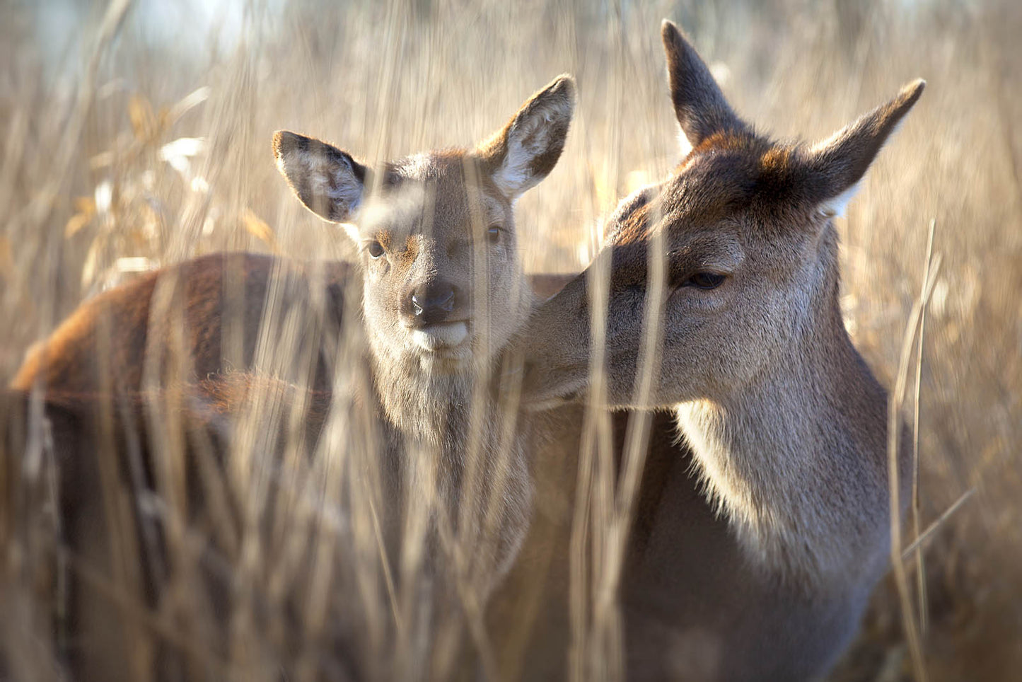 Deer Fawn Canvas Print – Gentle Nursery &amp; Farmhouse Decor
