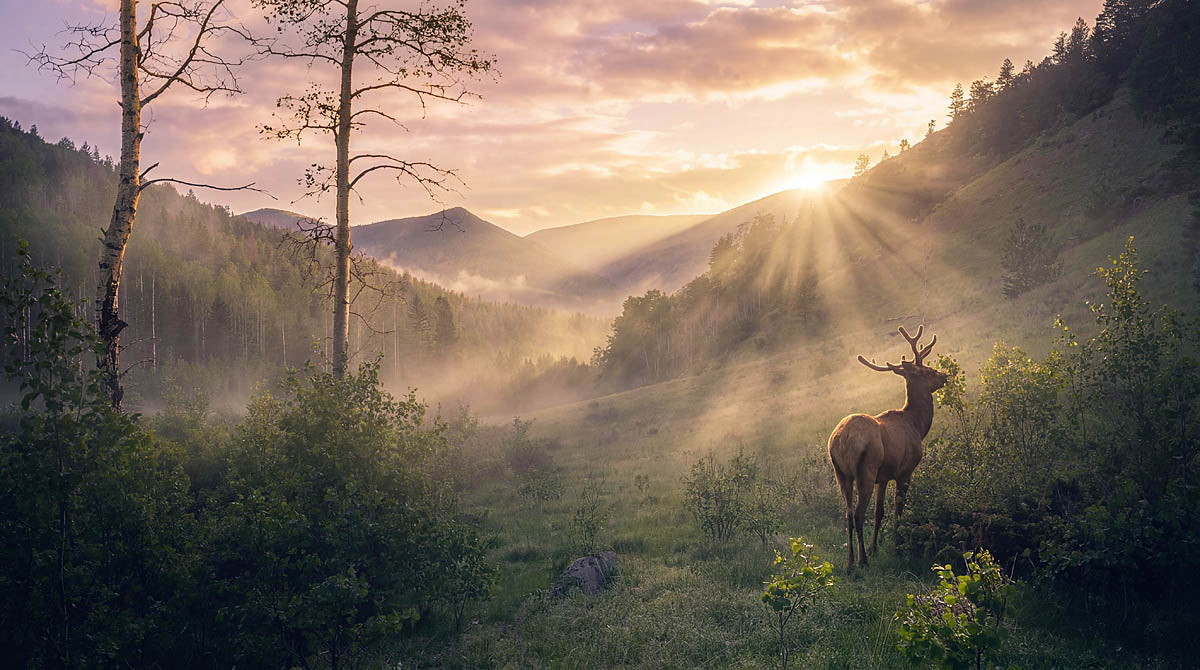 A deer stands in a misty mountain valley at sunrise, with golden sun rays streaming through the air and trees surrounding the landscape.