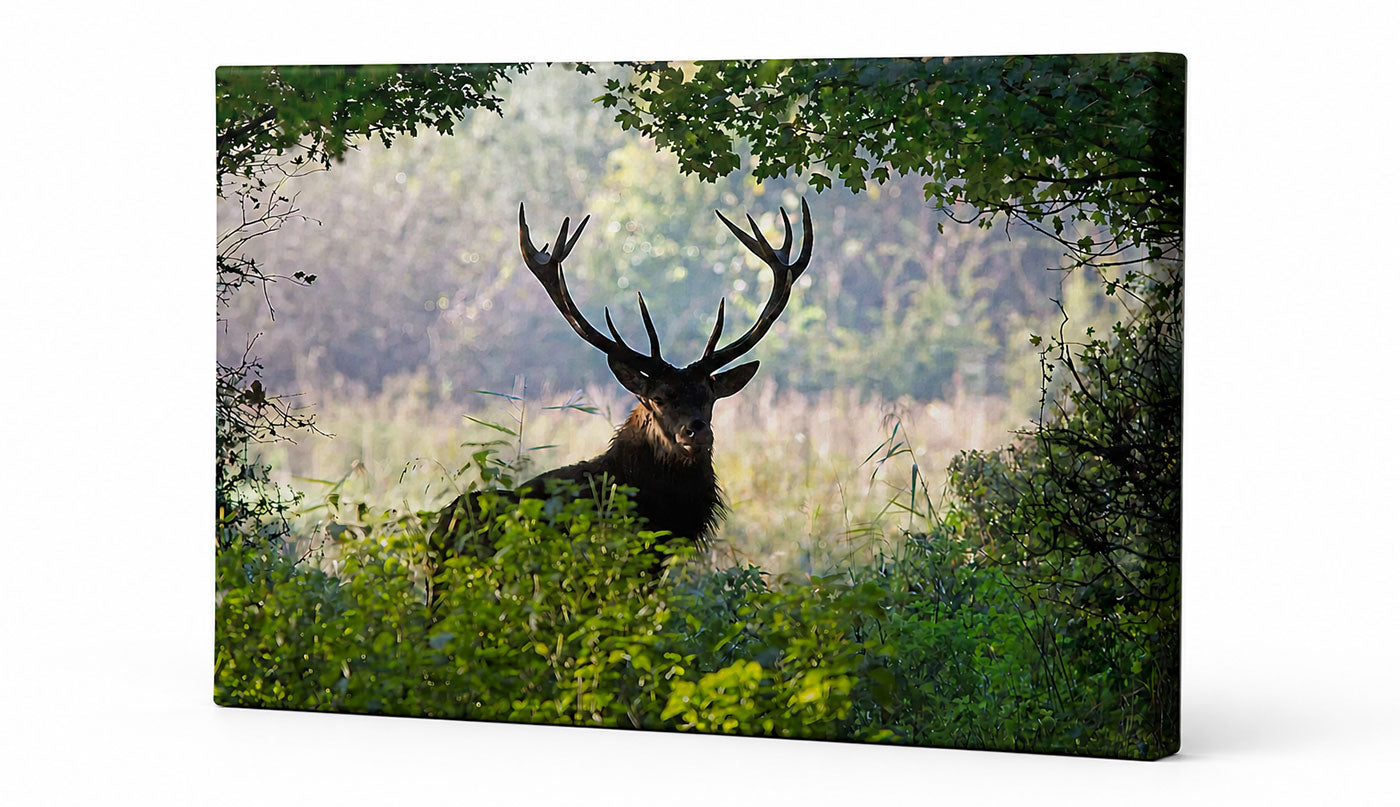 A rectangular canvas wall art print showing a large deer with antlers standing in a sunlit forest clearing, photographed against a plain white background.