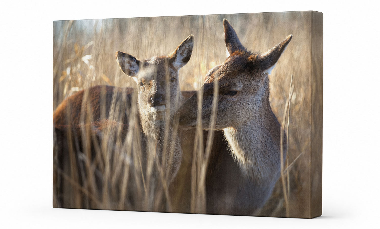 3D mockup of canvas print showing a deer and her fawn in intimate contact