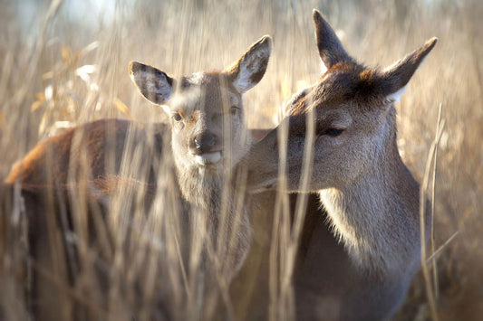 A wall art print showing a deer and her fawn in intimate contact