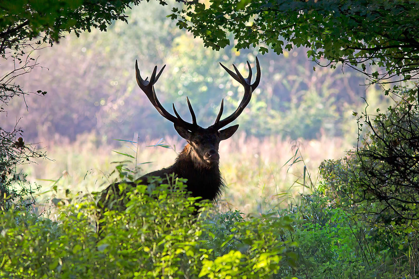 Deer with large antlers standing in a forest