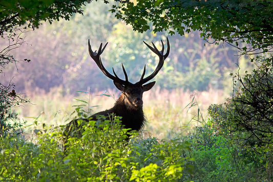 Deer with large antlers standing in a forest