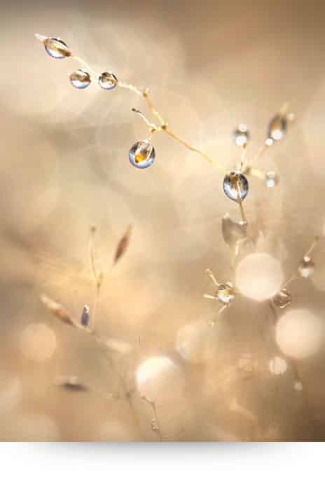 Winter Jewels - Wall Art, Canvas Print