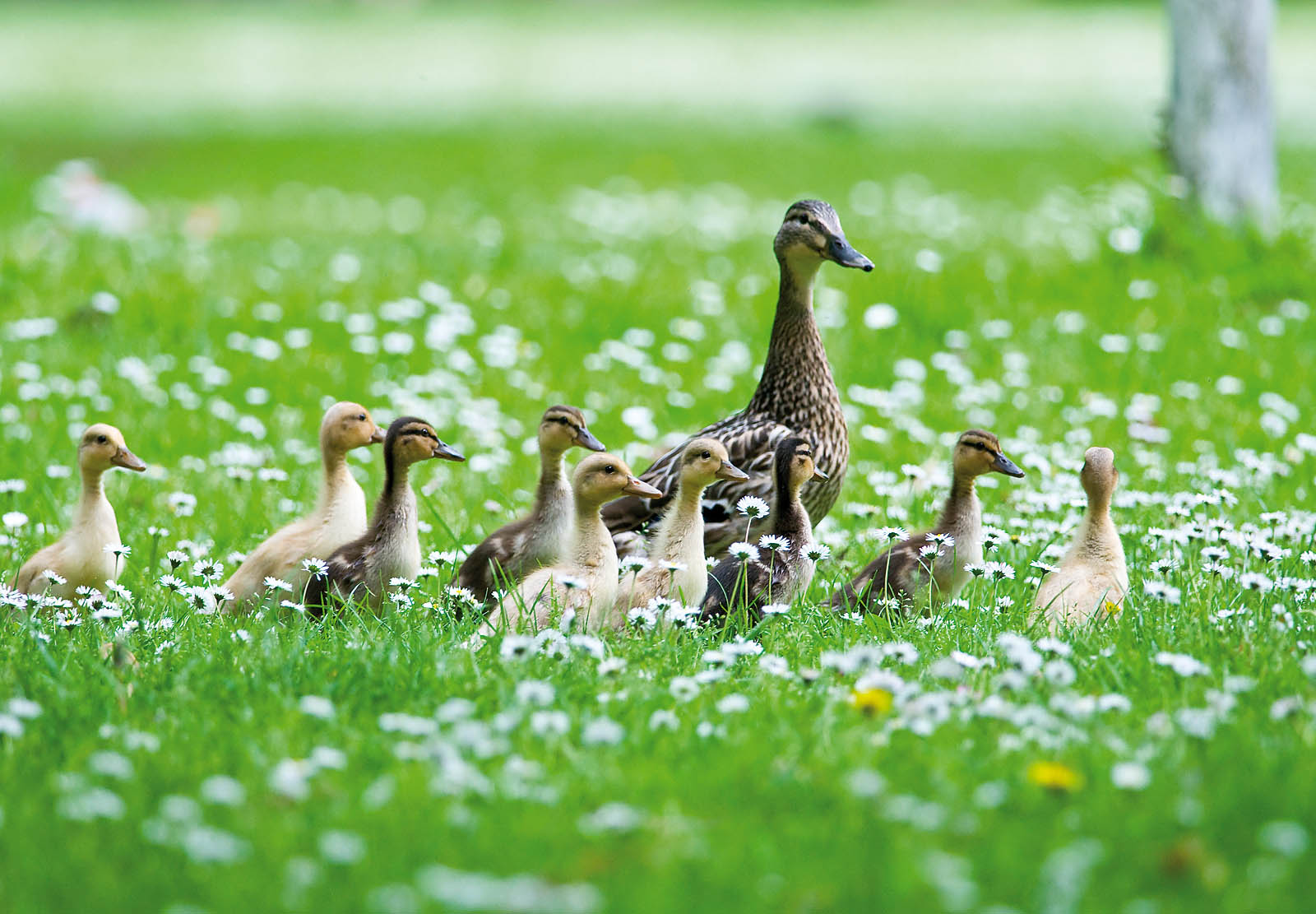Duck Family Canvas Print - Nursery Animal Wall Art