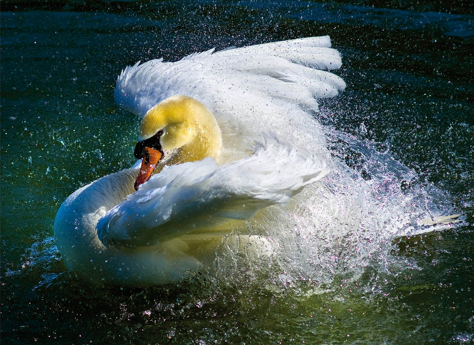 Dynamic Swan Splash - Blue Water Canvas