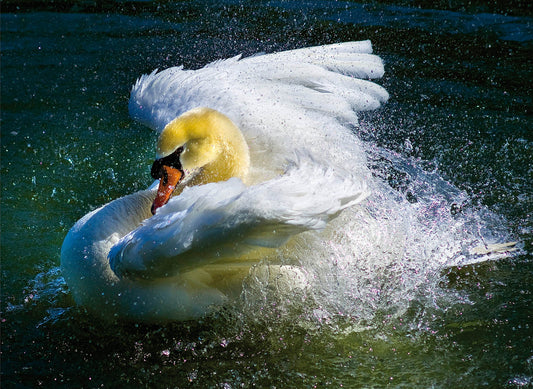 Dynamic Swan Splash - Blue Water Canvas