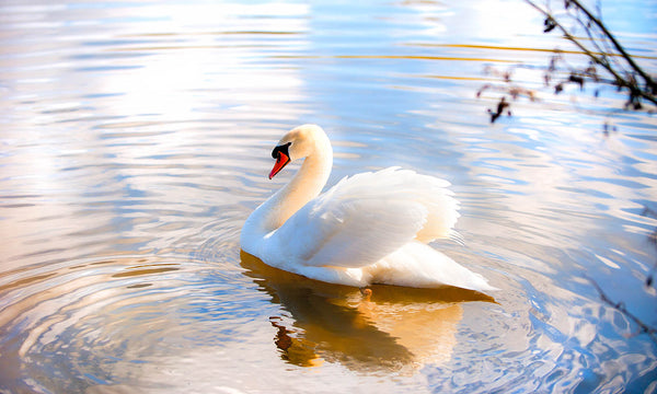Elegant White Swan - Bathroom Wall Art