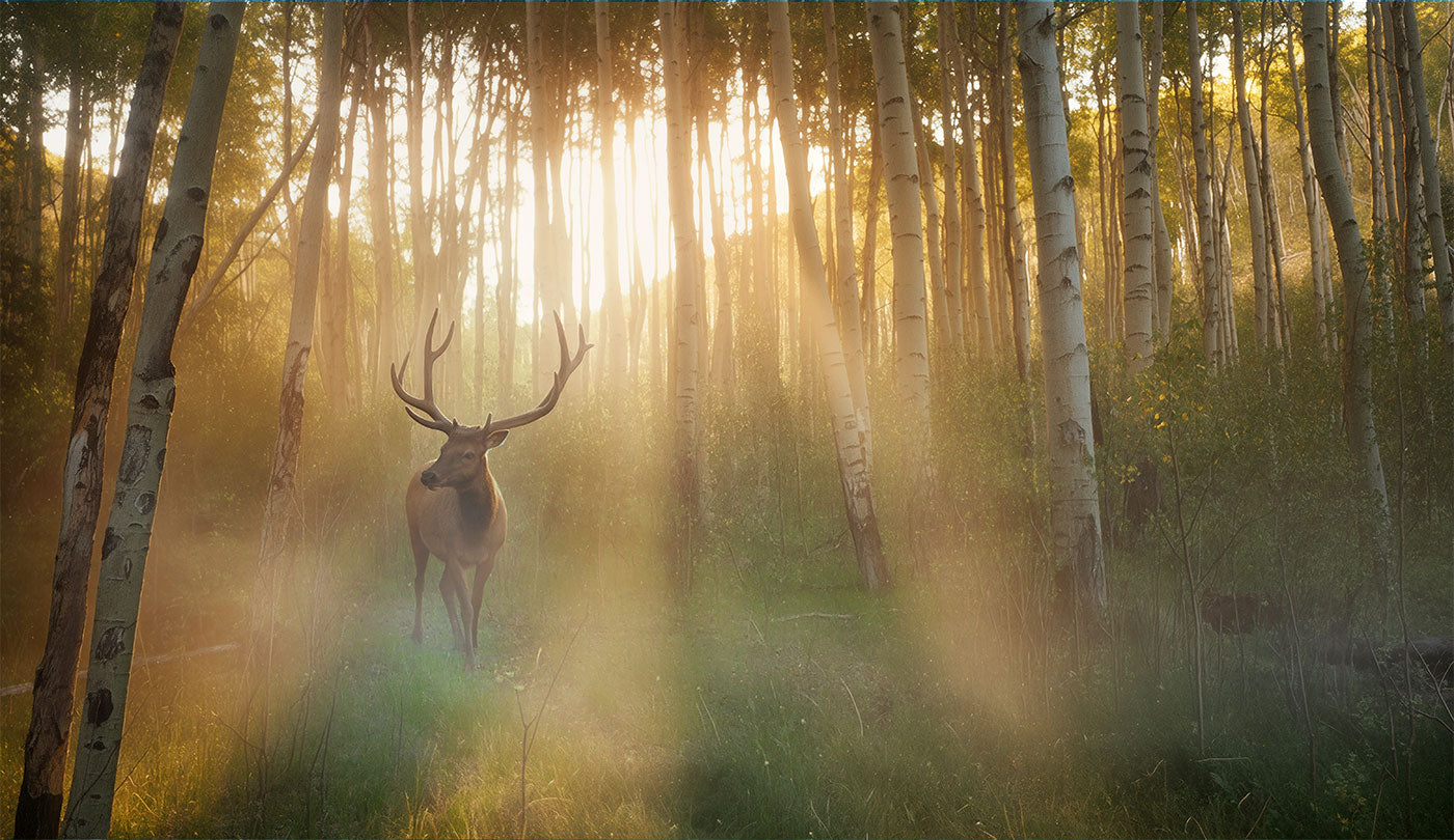 A majestic deer with large antlers stands in a misty sunlit forest of birch trees, with golden light streaming through the trees.