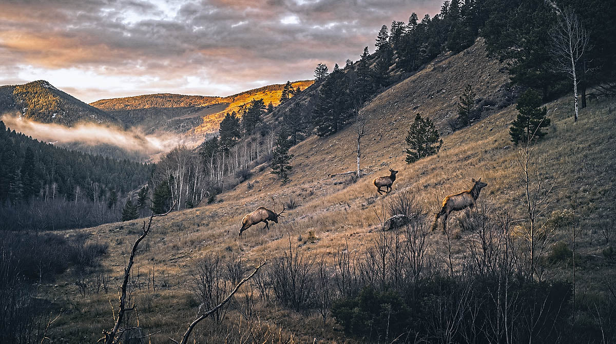 Elk herd wall art showing a bull elk and two elk on a rugged hillside above a misty forest valley
