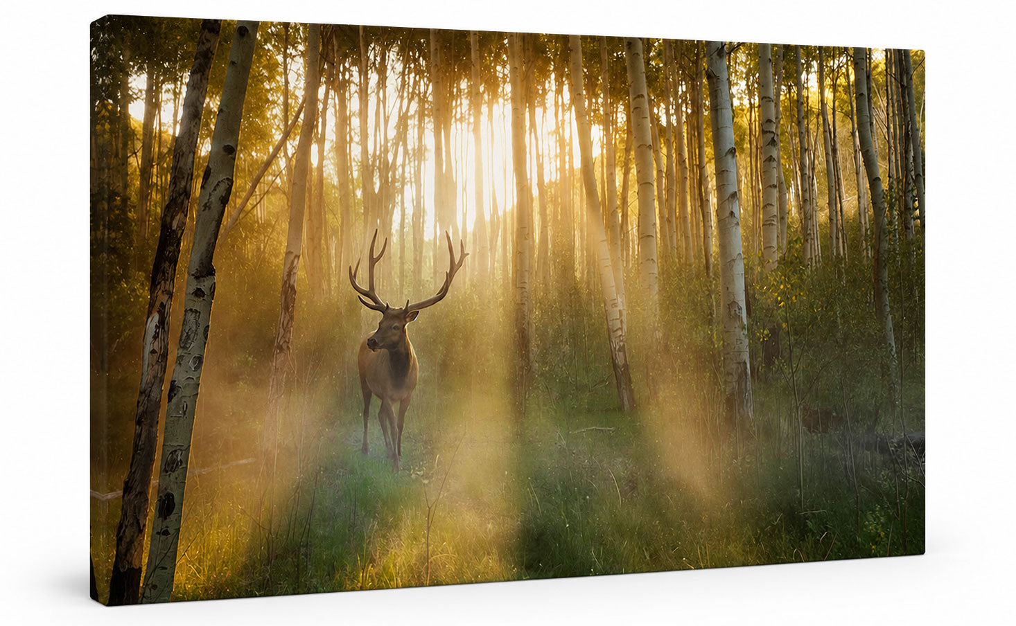 Sunlit Elk Wall Art – Golden Forest Wildlife Photography Print