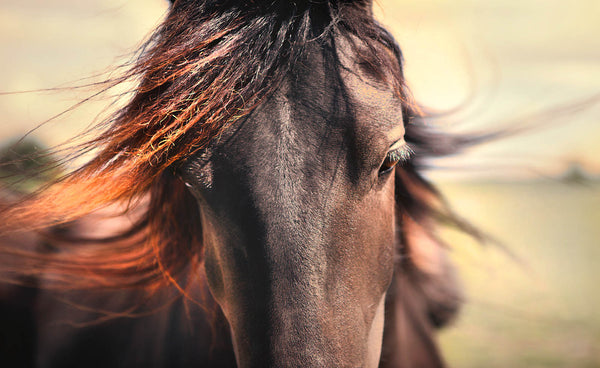 Soulful Horse Portrait Wall Art – Windblown Mane Fine Art Print