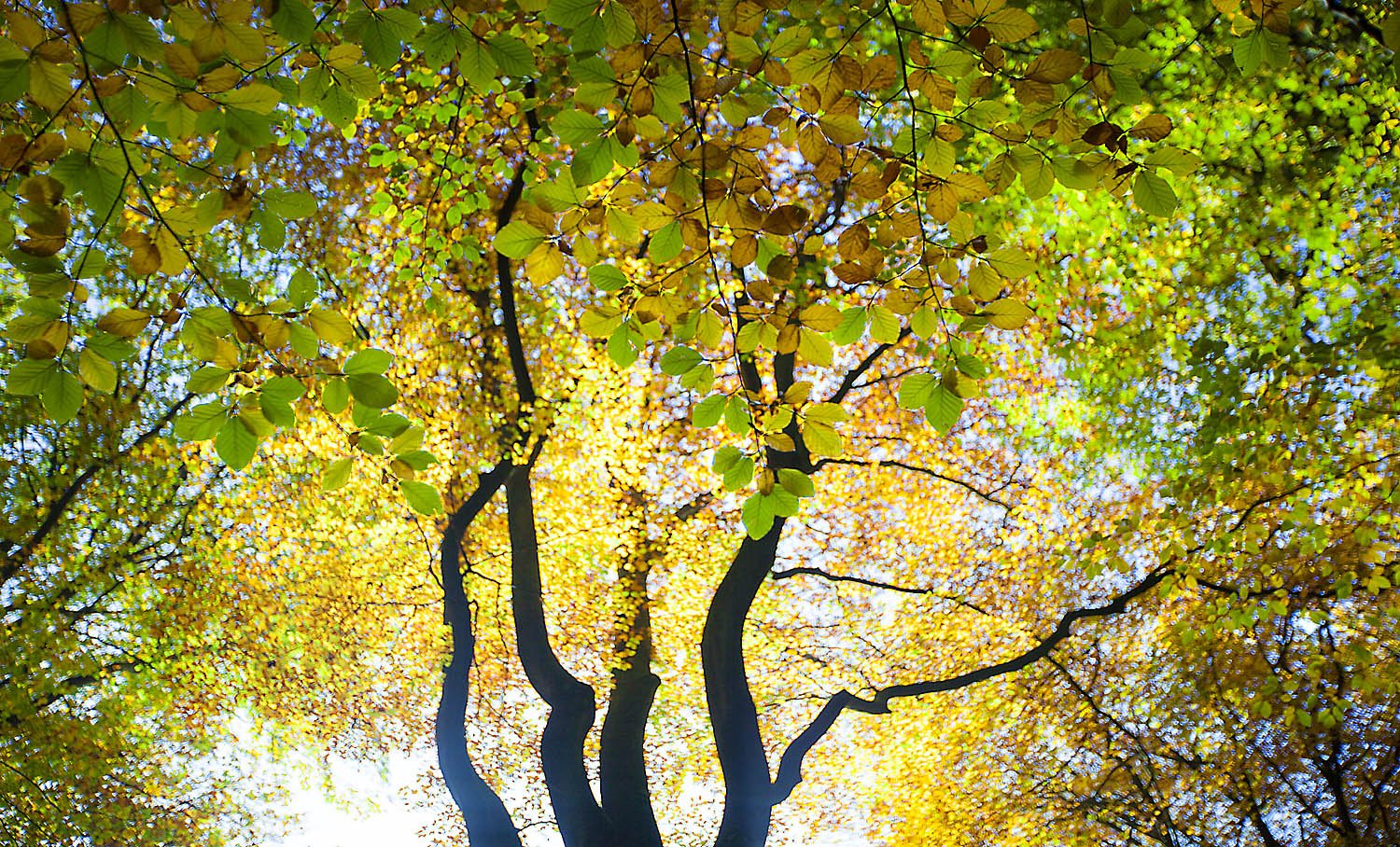 Golden Autumn Canopy Wall Art – Sunlit Forest Leaves Nature Photography