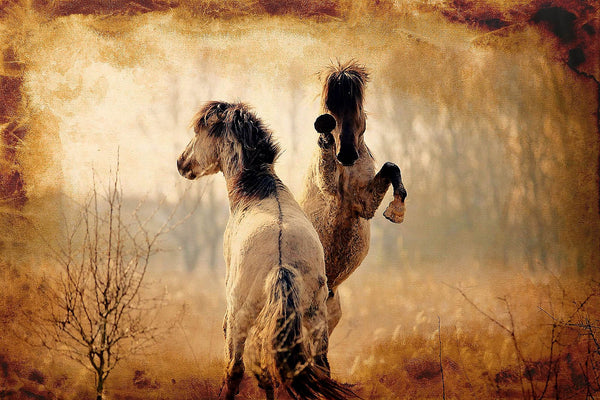 Wild Stallions Rising Wall Art – Dramatic Horse Battle Fine Art Print