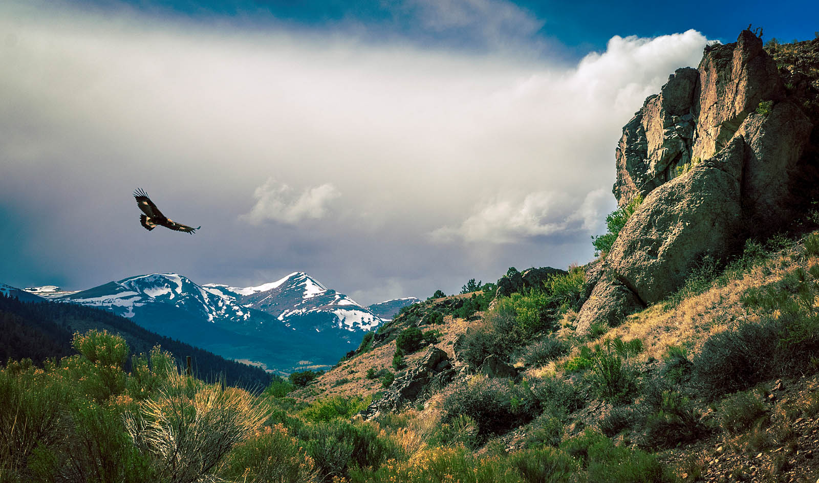 Flying Eagle Canvas Print - Mountain Wall Art