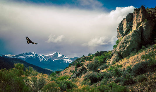 Flying Eagle Canvas Print - Mountain Wall Art