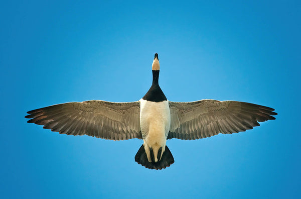 Flying Goose Canvas Print - Minimalist Wall Art