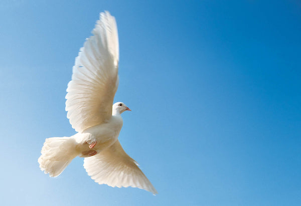 Flying White Dove - Peace Wall Art