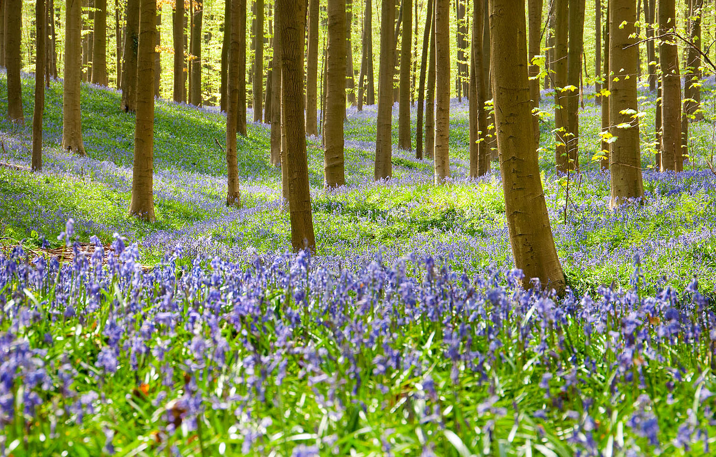 Bluebell Woodland Wall Art Print – Sunlit Spring Forest Nature Photography