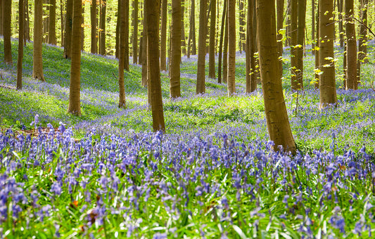 Bluebell Woodland Wall Art Print – Sunlit Spring Forest Nature Photography