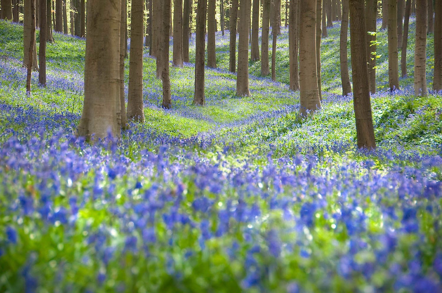 Bluebell Forest Light Wall Art – Spring Wildflower Woodland Scene