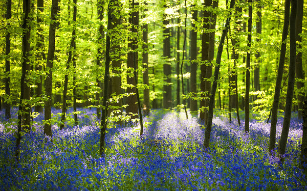 Emerald Canopy Bluebells Wall Art – Sunlit Spring Forest Wildflowers