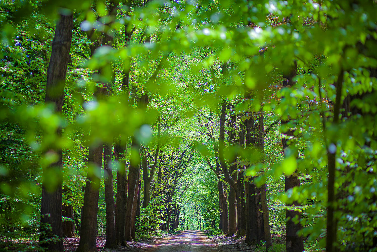Sunlit Forest Path Wall Art Print – Tranquil Green Woodland Nature Photography