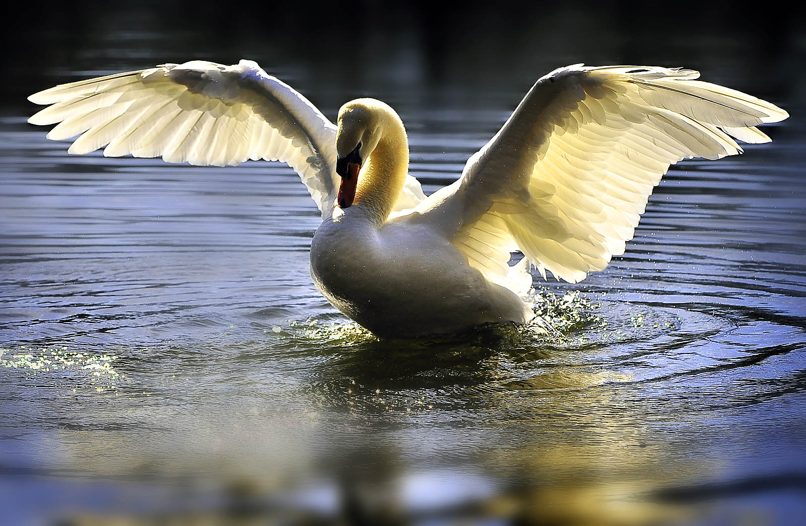 Glowing Angel Swan - Wildlife Canvas Print