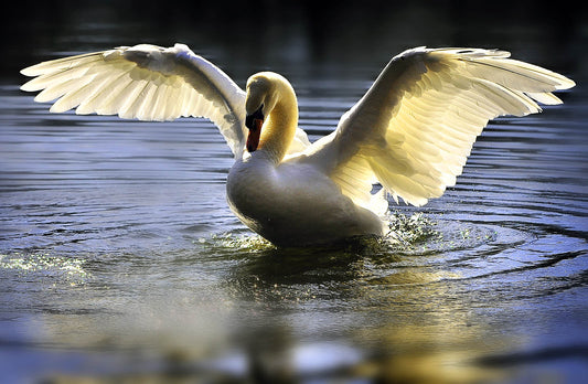 Glowing Angel Swan - Wildlife Canvas Print