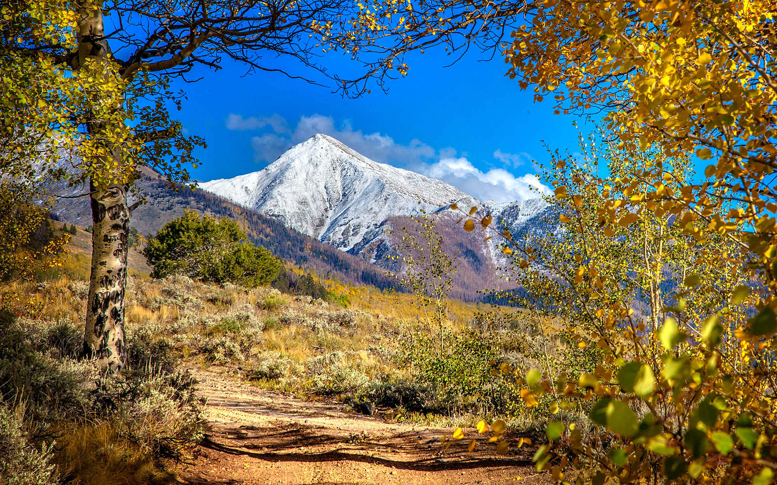 Snowy Mountain Wall Art – Golden Aspen Autumn Landscape Canvas Print