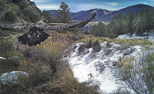 Golden Eagle in Flight - Rustic Cabin Decor