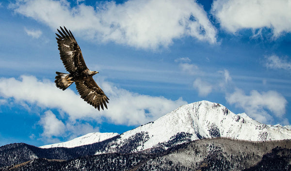 Golden Eagle Soaring - Mountain Wall Art