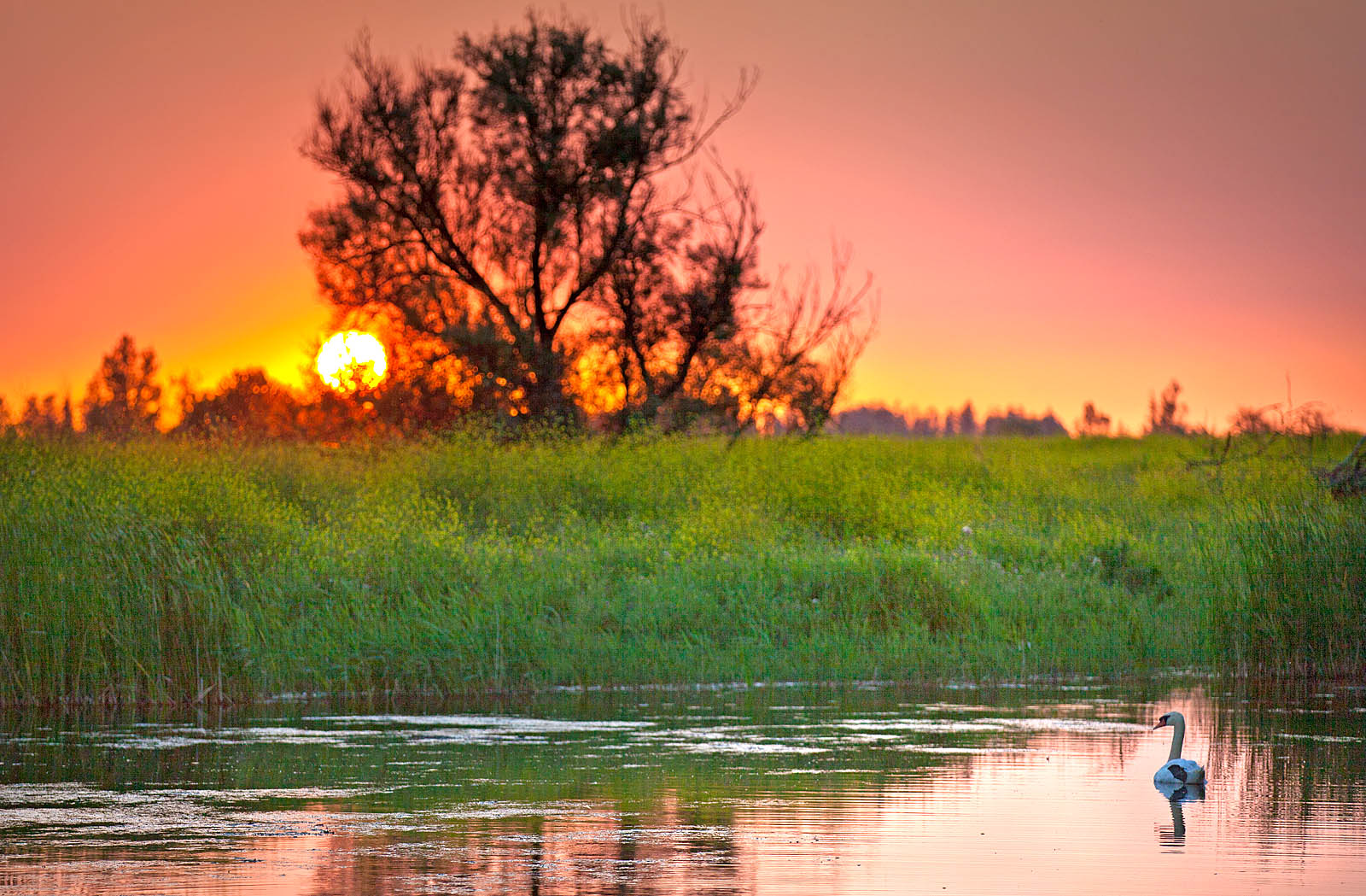 Golden Hour Swan - Scenic Canvas Print