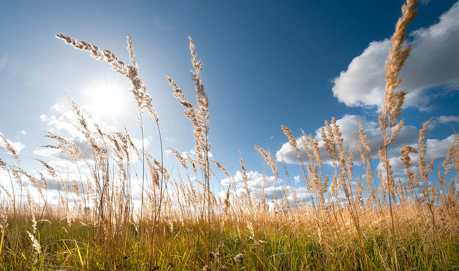 Golden Meadow Grasses Wall Art – Sunlit Field Canvas / Fine Art Print