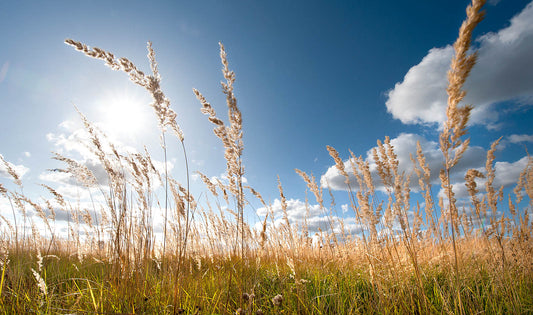 Golden Meadow Grasses Wall Art – Sunlit Field Canvas / Fine Art Print